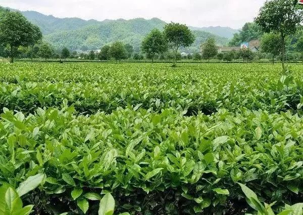 【產(chǎn)業(yè)立市　桃源在行動】喜訊！桃源這2家富硒企業(yè)入選2019湖南省級工業(yè)旅游示范點