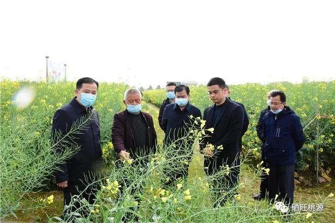 縣人大常委會主任江志暉帶隊調(diào)研富硒油茶、油菜高產(chǎn)技術(shù)