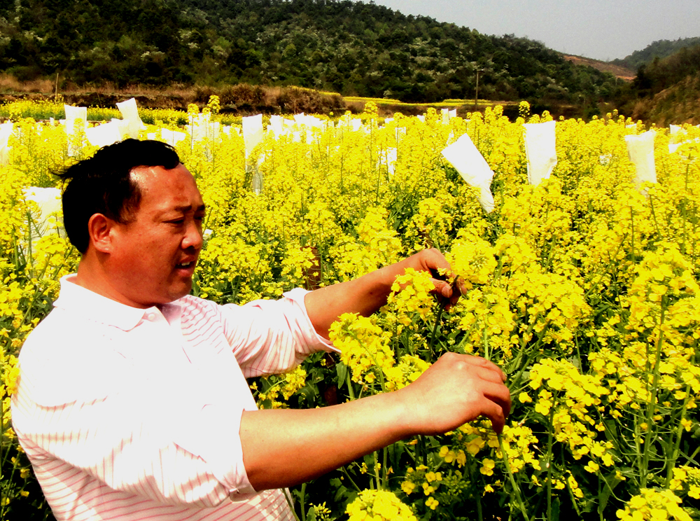 農民科學家沈昌健園了富硒油菜夢